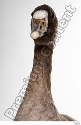 Neck Head Goose Bird Animal photo references